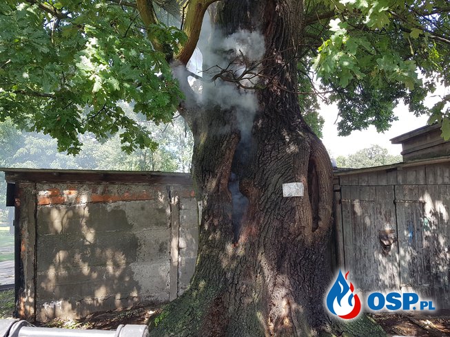 Pożar drzewa OSP Ochotnicza Straż Pożarna