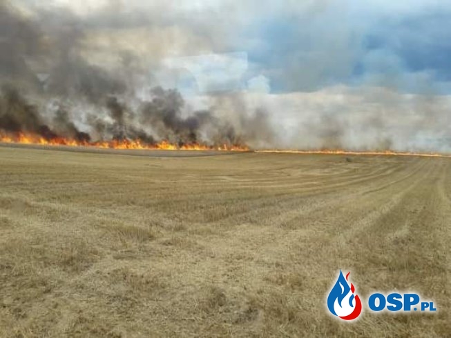 Pożar 10 hektarów zboża OSP Ochotnicza Straż Pożarna