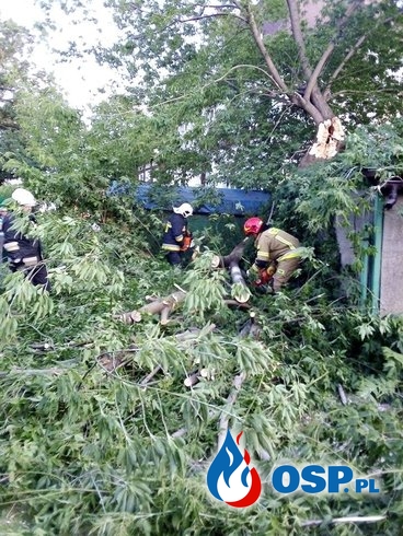 Powalone drzewo przy ulicy Staropoznańskiej OSP Ochotnicza Straż Pożarna