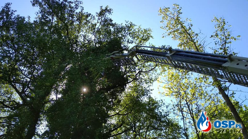 2018-05-24 godz. 10:30 kotek na drzewie OSP Ochotnicza Straż Pożarna
