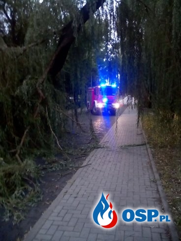 120/2019 Drzewo na drodze OSP Ochotnicza Straż Pożarna