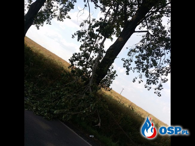 Zwisający konar drzewa nad drogą relacji Biała – Solec OSP Ochotnicza Straż Pożarna