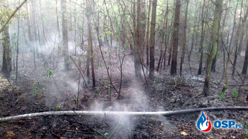 02.06.17 - Dwa pożary poszycia leśnego,połowa dnia spędzona w lesie. OSP Ochotnicza Straż Pożarna
