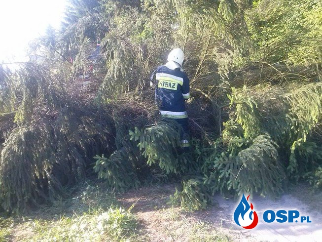 Powalone drzewo przy torach! OSP Ochotnicza Straż Pożarna