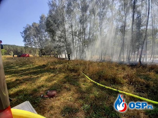 Pożar traw i poszycia leśnego OSP Ochotnicza Straż Pożarna