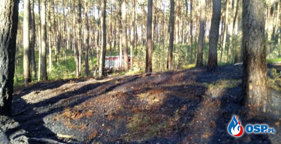 Chojno – dwa pożary poszycia leśnego OSP Ochotnicza Straż Pożarna