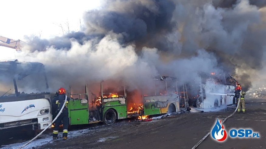 Pożar autobusów na złomowisku w Elblągu. Trzy pojazdy spłonęły. OSP Ochotnicza Straż Pożarna