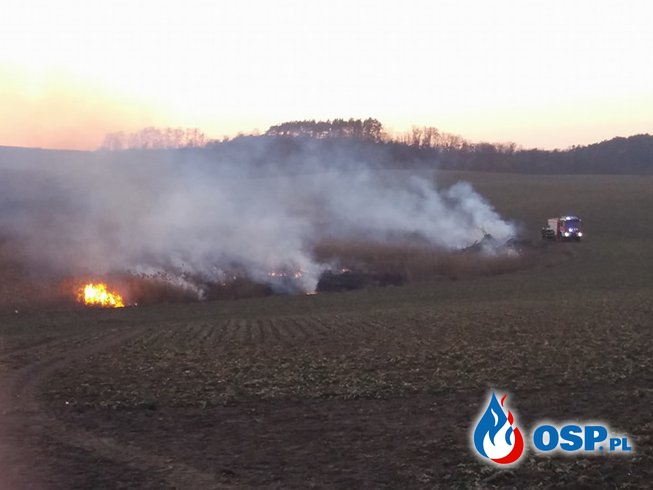 Pożar trzcinowiska OSP Ochotnicza Straż Pożarna