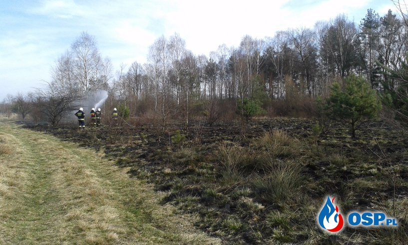 Pożar nieużytków przy lesie obok nasypu kolejowego w Brynicy. OSP Ochotnicza Straż Pożarna