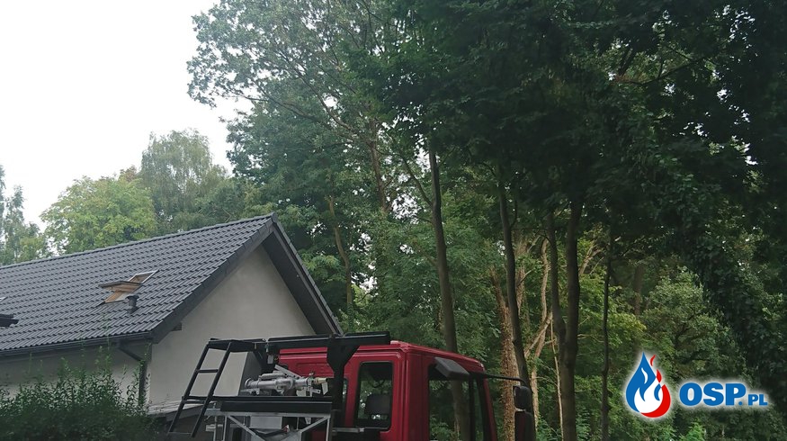 Pochylone drzewo nad budynkiem mieszkalnym oraz szerszenie w budynku mieszkalnym OSP Ochotnicza Straż Pożarna
