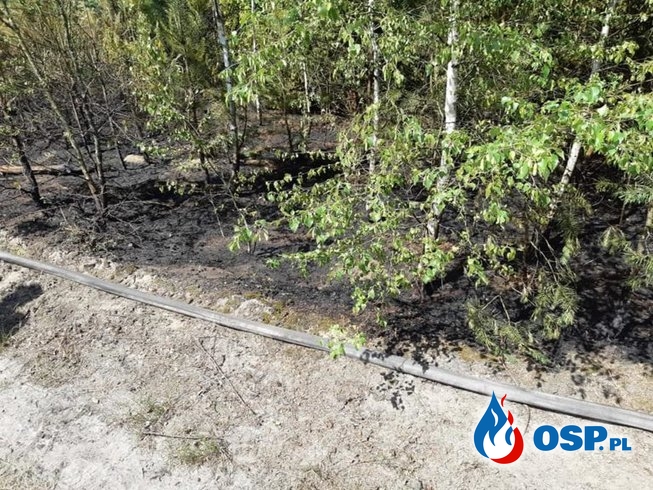 Rzecin – pożar lasu OSP Ochotnicza Straż Pożarna