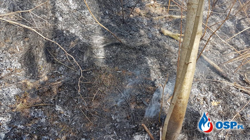 Kolejne podpalenie na ul.Jagodowej w Sieprawiu OSP Ochotnicza Straż Pożarna
