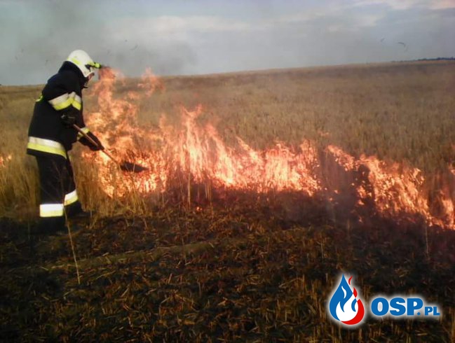 Pożar zboża 5 hektarów OSP Ochotnicza Straż Pożarna