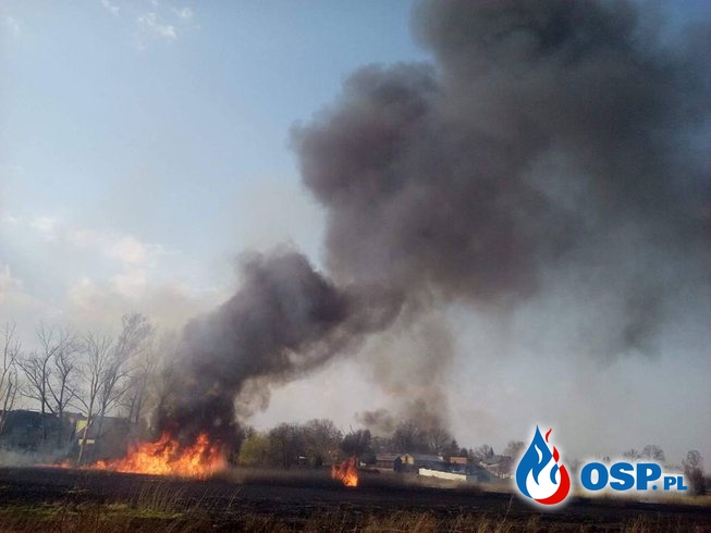 Pożar traw w rejonach Głuska OSP Ochotnicza Straż Pożarna