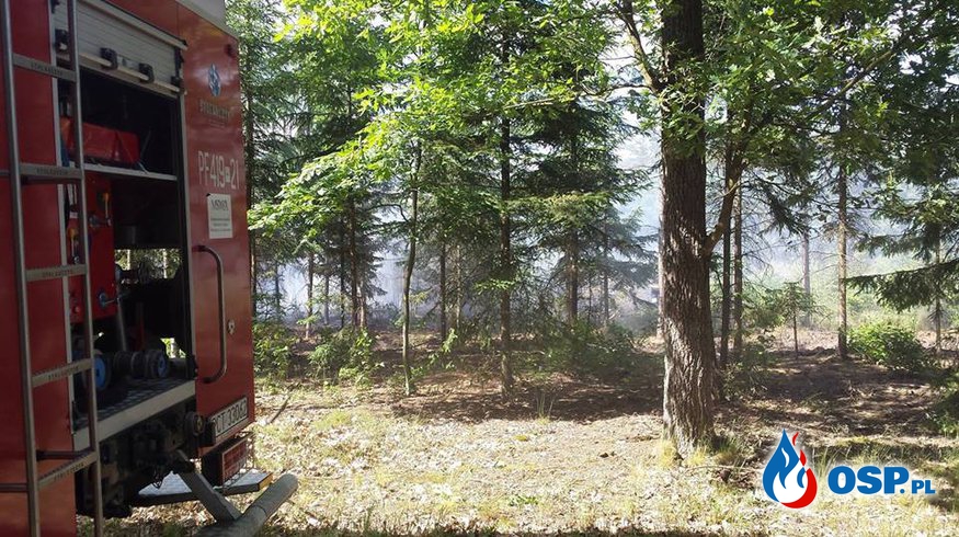 Pożar lasu Nowina/Kruteczek OSP Ochotnicza Straż Pożarna