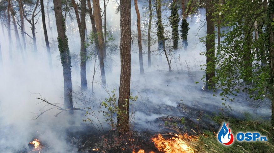 Drzewo na drodze i pożar lasu OSP Ochotnicza Straż Pożarna