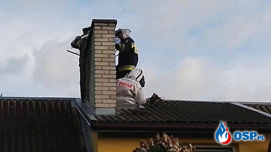 Kolejny rój pszczół OSP Ochotnicza Straż Pożarna