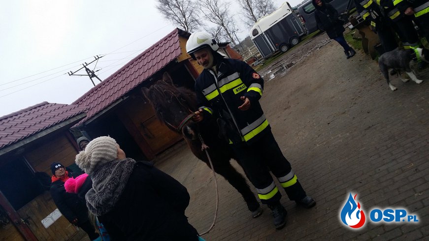 Szkolenie w Stajni „PESTKA” OSP Ochotnicza Straż Pożarna