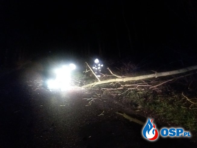 Powalone  drzewo na drodze powiatowej OSP Ochotnicza Straż Pożarna