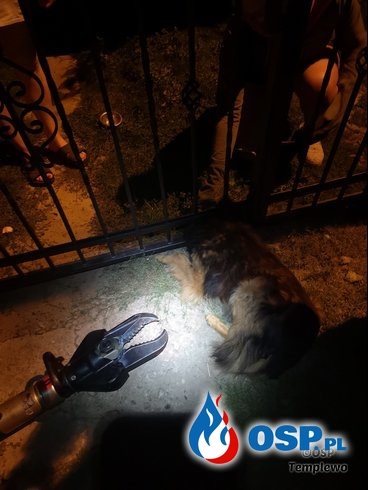 Kleszczewo - uwięziony pies OSP Ochotnicza Straż Pożarna