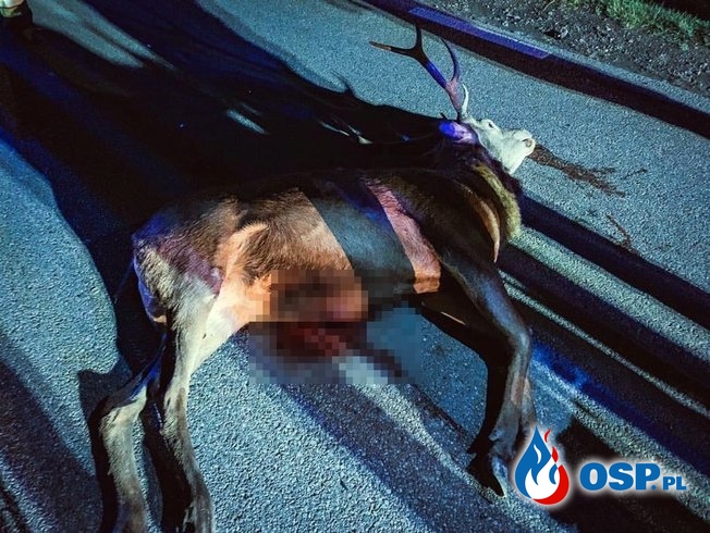 Dwa auta potrąciły jelenia, który wbiegł na drogę OSP Ochotnicza Straż Pożarna