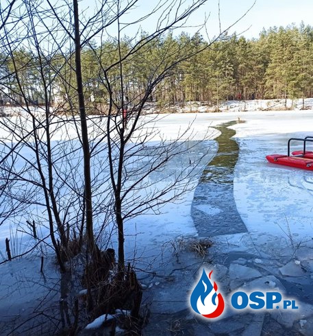 Strażacy ratowali jelenia, pod którym załamał się lód OSP Ochotnicza Straż Pożarna