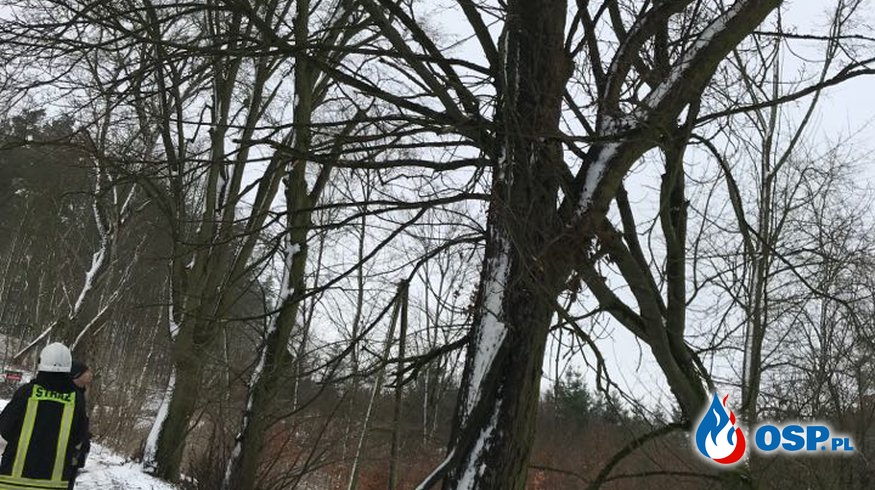 Drzewo zwisające nad jezdnią OSP Ochotnicza Straż Pożarna