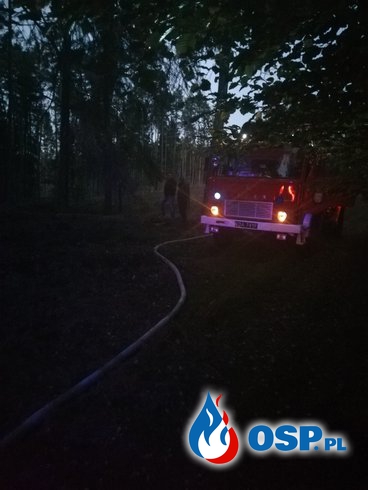 Pożar Lasu Sępólno Małe OSP Ochotnicza Straż Pożarna
