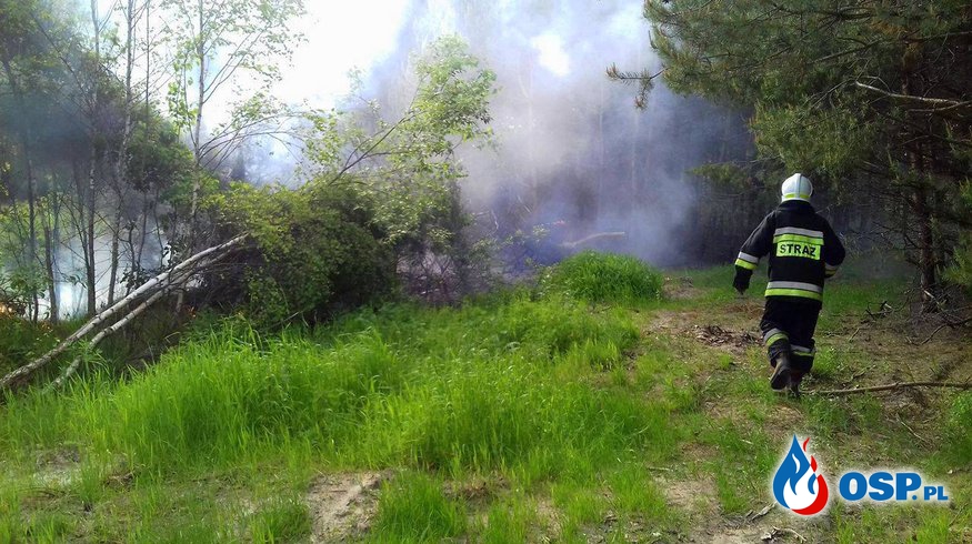 31.05.17 - Pożar poszycia leśnego - Płaczków-Piechotne OSP Ochotnicza Straż Pożarna