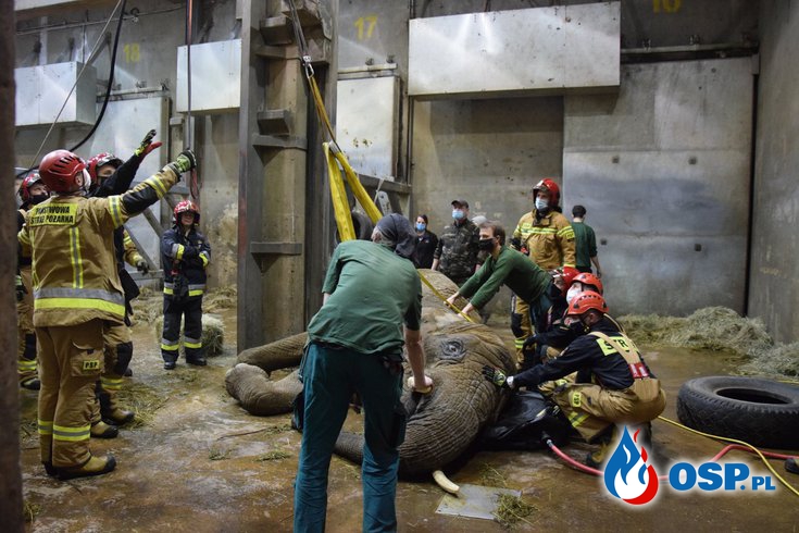 Strażacy próbowali podnieść słonicę w poznańskim ZOO. Lindy nie udało się uratować. OSP Ochotnicza Straż Pożarna