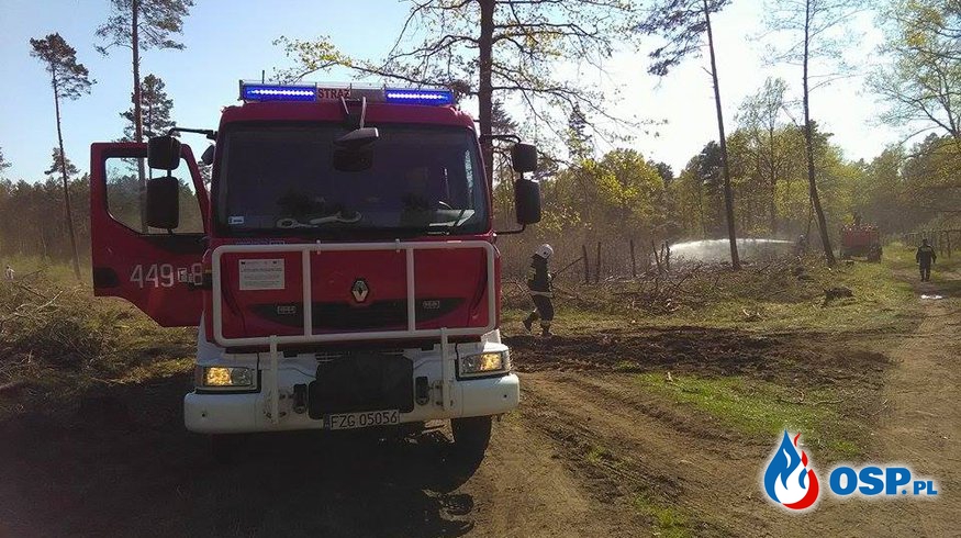 Pożar lasu w okolicy Świętoszowa. OSP Ochotnicza Straż Pożarna