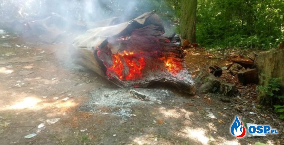 Nowa Wieś – pożar drzewa OSP Ochotnicza Straż Pożarna