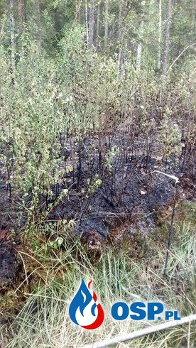 21.05.2017 - Pożar poszycia leśnego - 3 zastępy OSP Ochotnicza Straż Pożarna