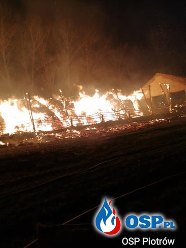 Ogromny pożar gospodarstwa w Dąbrowie Łużyckiej. W akcji 15 zastępów strażaków. OSP Ochotnicza Straż Pożarna