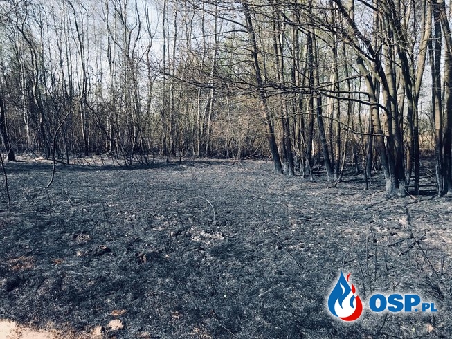 Pożar lasu w Nowym Garwarzu OSP Ochotnicza Straż Pożarna