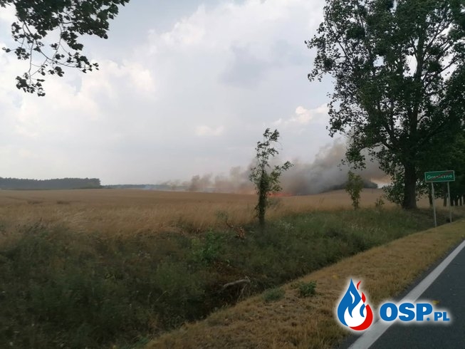 Pożar pola jęczmienia i lasu OSP Ochotnicza Straż Pożarna