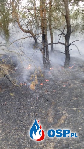 Pożar lasu w miejscowości Gapinin OSP Ochotnicza Straż Pożarna