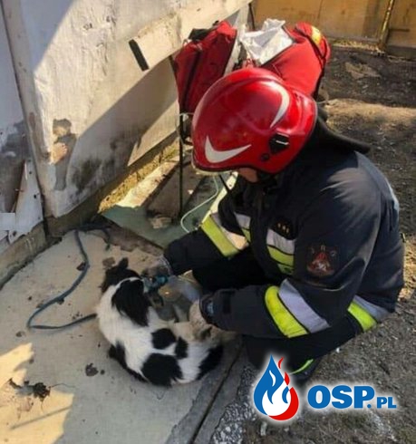Mężczyzna zginął w zadymionym mieszkaniu, strażacy uratowali psa OSP Ochotnicza Straż Pożarna