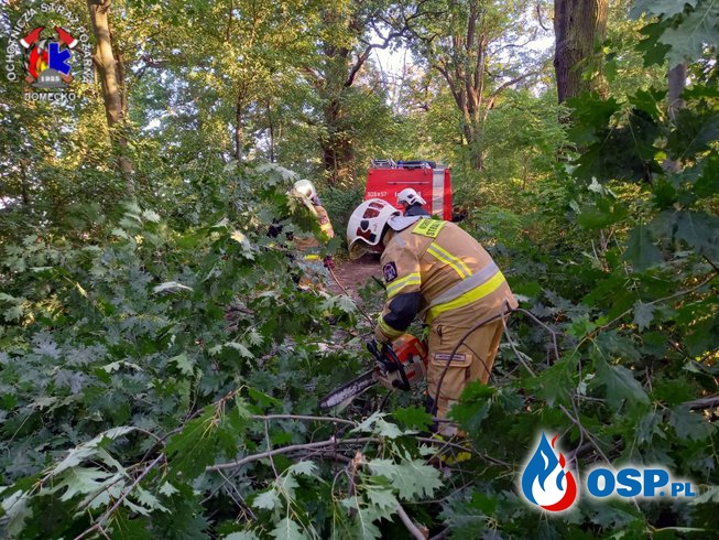 Powalone drzewa blokowały drogę OSP Ochotnicza Straż Pożarna