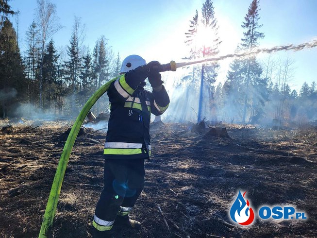 Pożar lasu w Jugowie przy ul. Sitów. OSP Ochotnicza Straż Pożarna