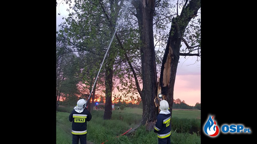 Pożar drzewa w Grabowie OSP Ochotnicza Straż Pożarna