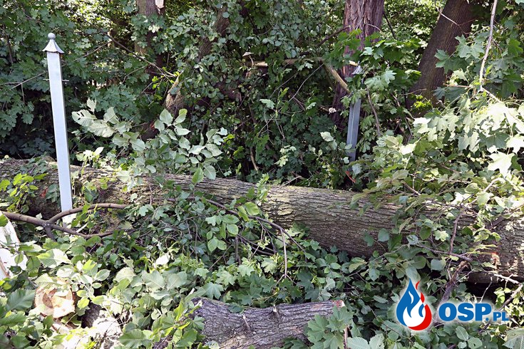 Pochylone drzewo nad drogą powiatową OSP Ochotnicza Straż Pożarna