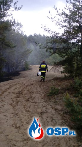 Pożar lasu w miejscowości Gapinin OSP Ochotnicza Straż Pożarna