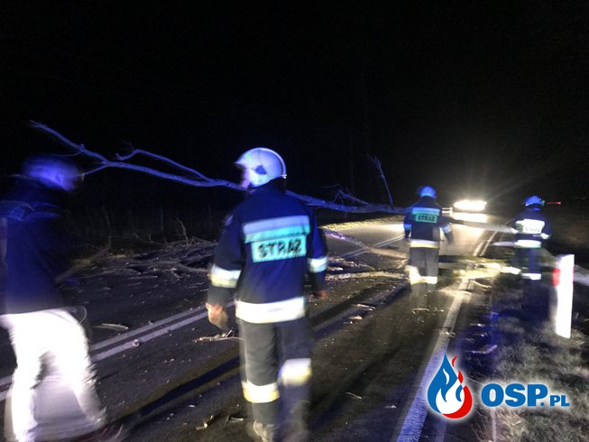 47/2021 Auto uderzyło w powalone drzewo OSP Ochotnicza Straż Pożarna