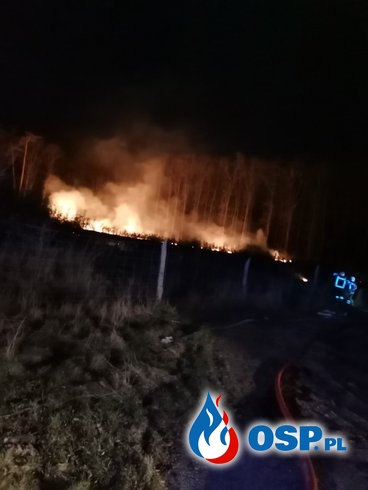 Pożar lasu między Bielskiem a Ostrowem OSP Ochotnicza Straż Pożarna
