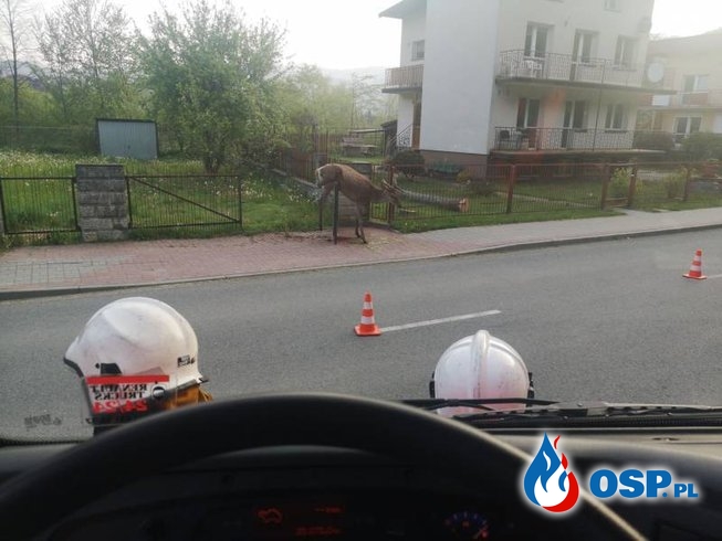 Jeleń ugrzązł na bramie ogrodzeniowej. Interweniowali strażacy. OSP Ochotnicza Straż Pożarna
