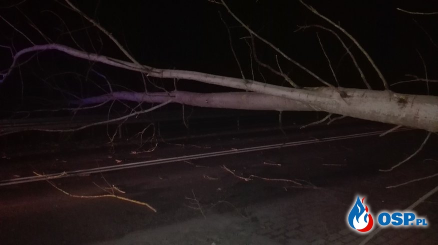Struga-powalone drzewo na drogę 24.02.2017 OSP Ochotnicza Straż Pożarna