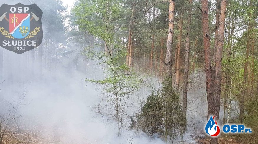 Ogień na terenie kompleksu leśnego OSP Ochotnicza Straż Pożarna