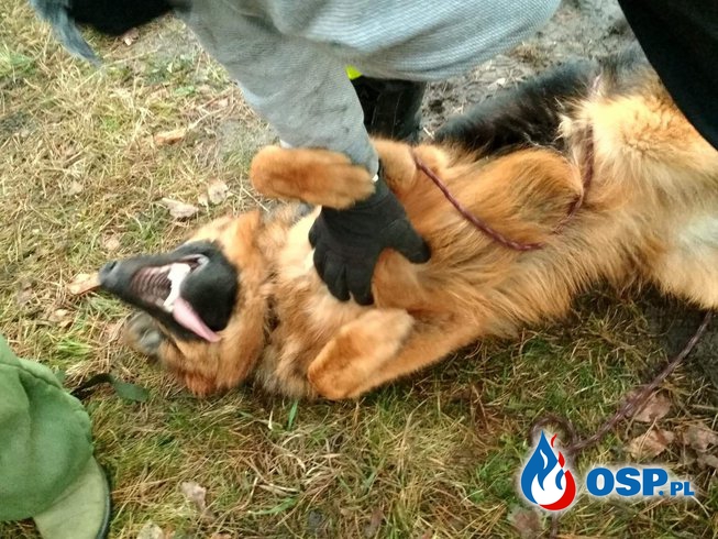 Pies RATOWNIK wraca do gry:) OSP Ochotnicza Straż Pożarna