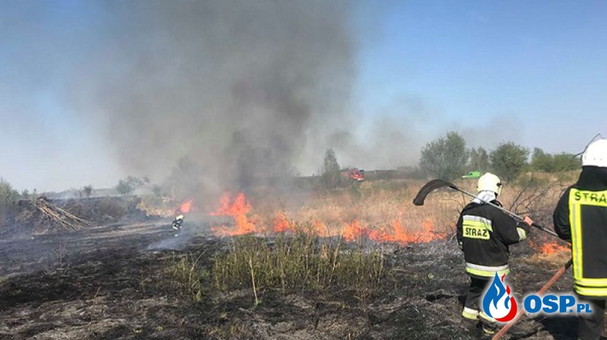 Pożar kilku hektarów trzcinowiska OSP Ochotnicza Straż Pożarna